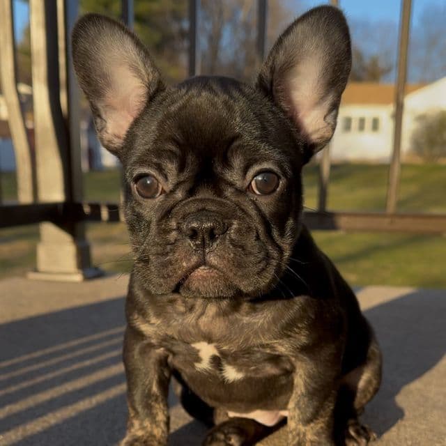 Daisy Tri  - French Bulldog Female