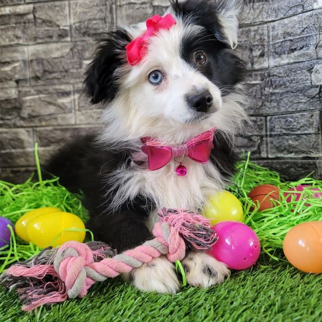 Toy~Honey - Australian Shepherd Female
