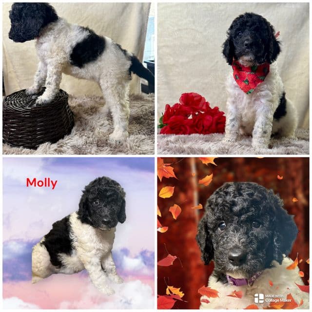 Molly - Standard Poodle Female