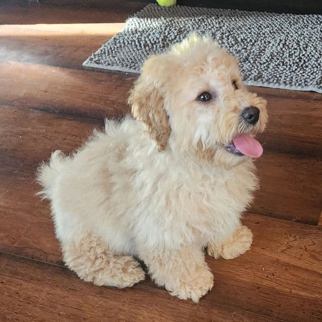 Mini Teddy f1b - Goldendoodle Male