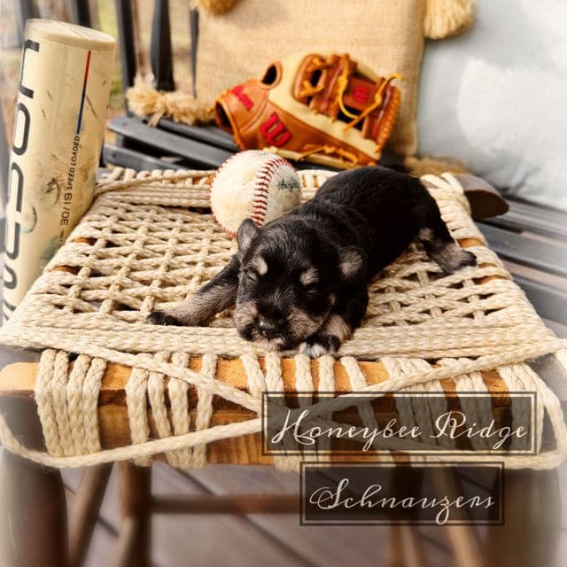 Akc Black and Silver  - Miniature Schnauzer Male