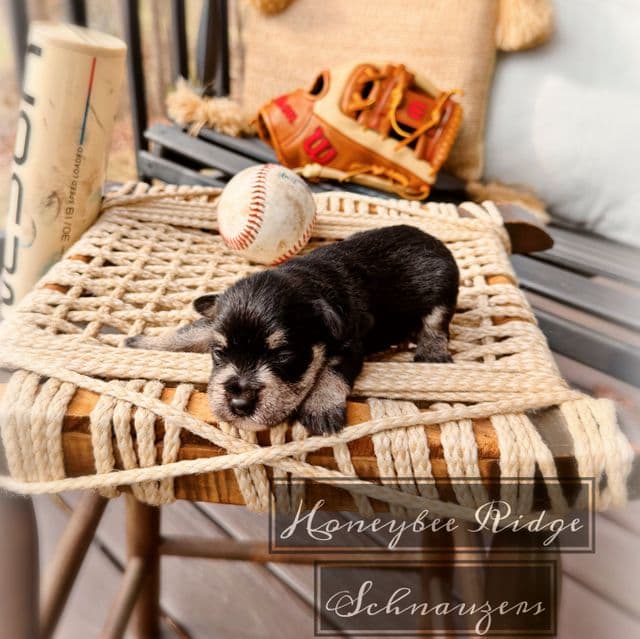 Akc Black and Silver - Miniature Schnauzer Male