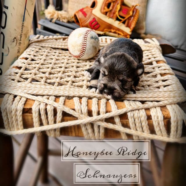 Akc Salt and Pepper - Miniature Schnauzer Male