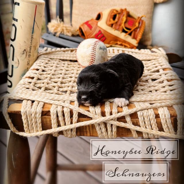 Akc Black - Miniature Schnauzer Female