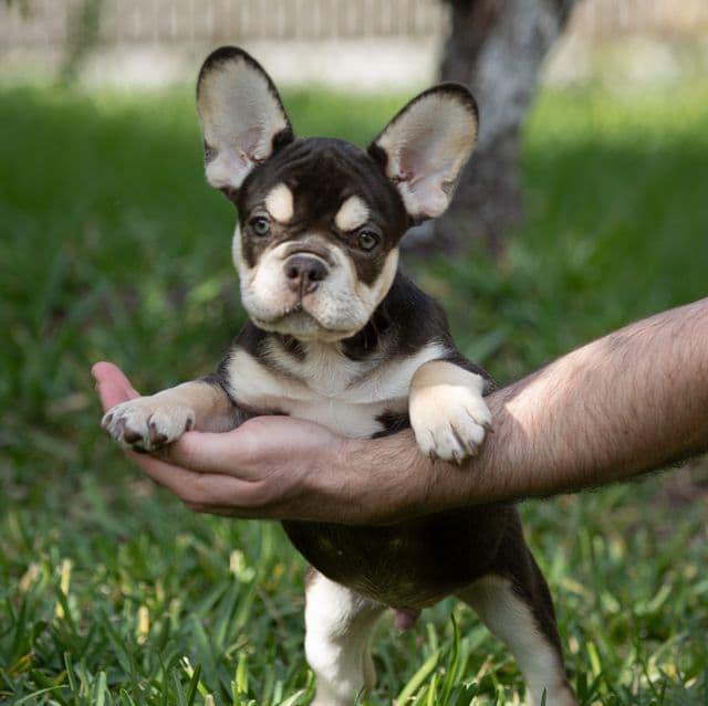 Twin - French Bulldog Male