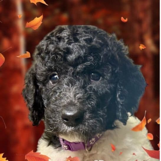 Molly - Standard Poodle Female