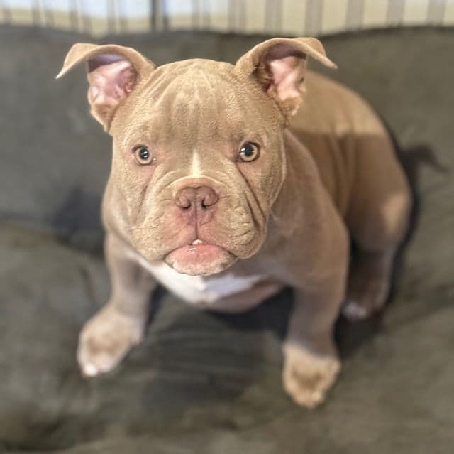 Lilac American Bully Puppy - American Bully Male