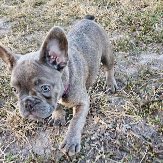 Belle - French Bulldog Female