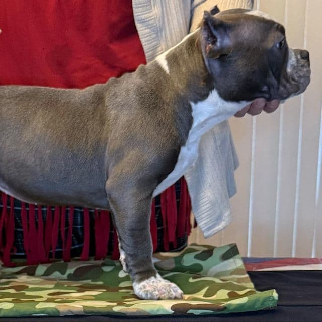 Blue Ticked American Bully Puppy - American Bully Female