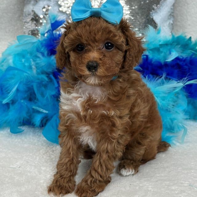 Jules Turquoise Girl - Toy Poodle Female