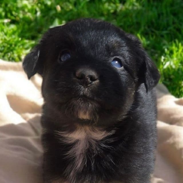 Frazier - Australian Shepherd Male