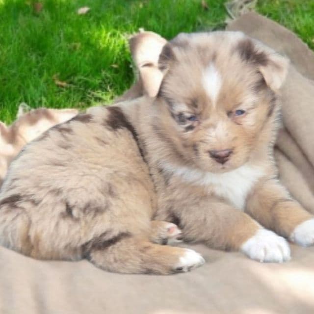 Fletch - Australian Shepherd Male