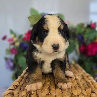 Melanie - Bernese Mountain Dog Female