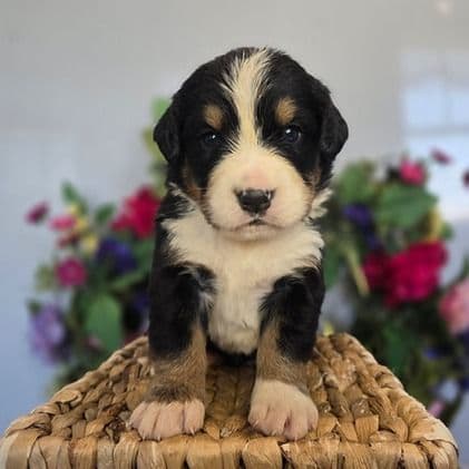 Margaret - Bernese Mountain Dog Female