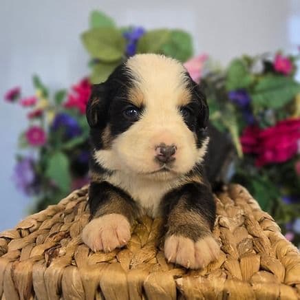 Mila - Bernese Mountain Dog Female