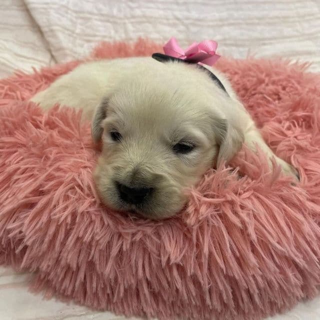 Pink - Golden Retriever Female