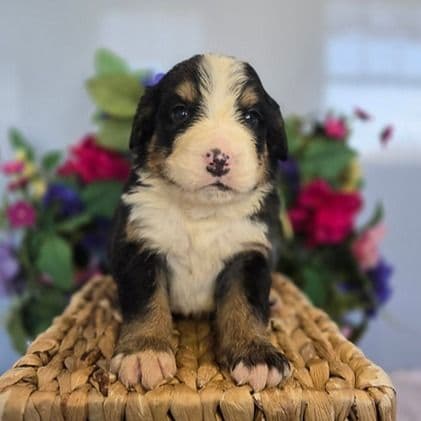Maverick  - Bernese Mountain Dog Male