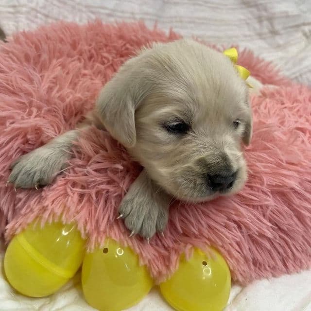 Yellow - Golden Retriever Female