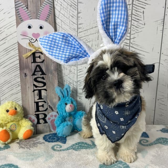 Benson - Shih Tzu Male