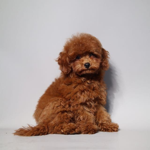 SHOW AND BREED Q. MOZART - Toy Poodle Male