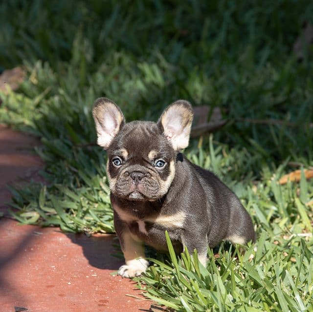Doll - French Bulldog Female