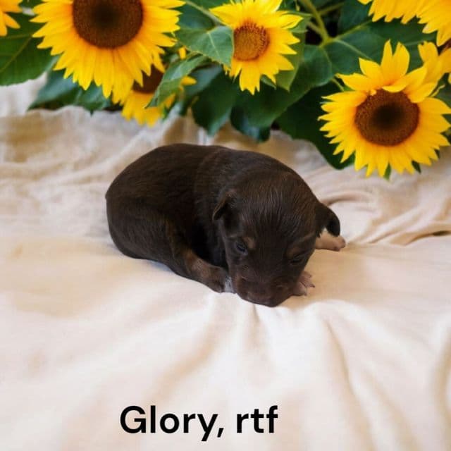 Glory - Australian Shepherd Female