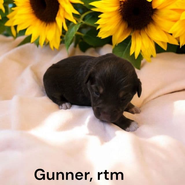 Gunner - Australian Shepherd Male