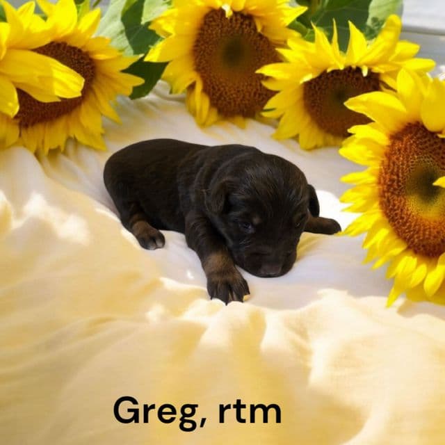 Greg - Australian Shepherd Male