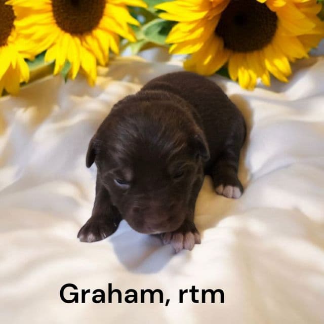 Graham - Australian Shepherd Male