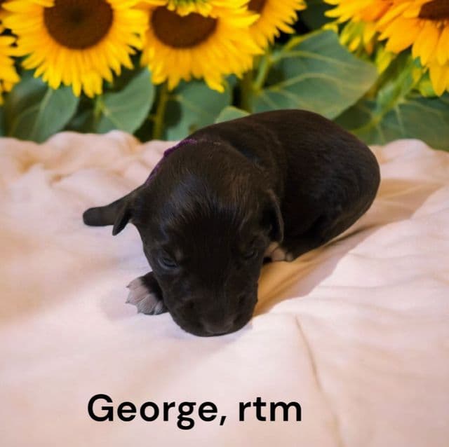 George - Australian Shepherd Male