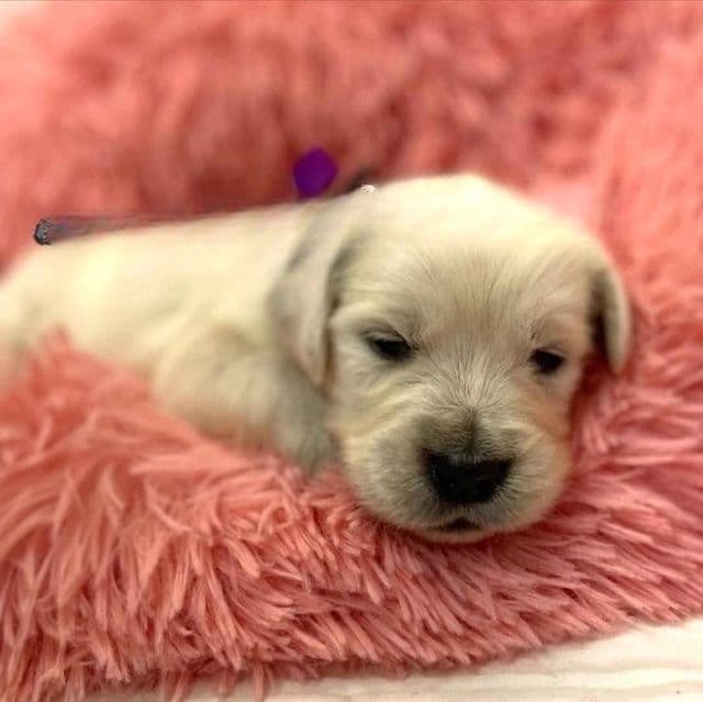 Purple  - Golden Retriever Female