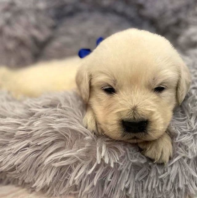 Blue - Golden Retriever Male