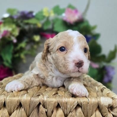 Kylie - Cavapoo Female
