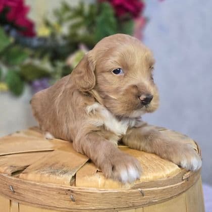 Lyla - Goldendoodle Female