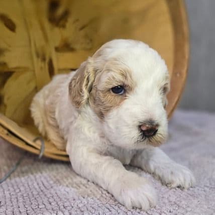 Lily - Goldendoodle Female