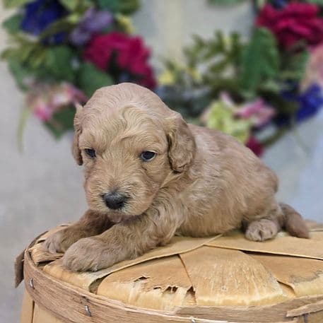 Liam - Goldendoodle Male