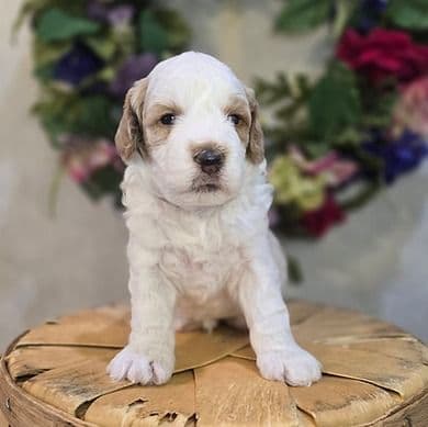 Landon - Goldendoodle Male