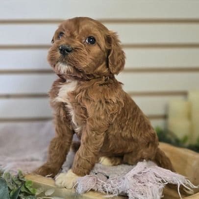 Jesse - Goldendoodle Female