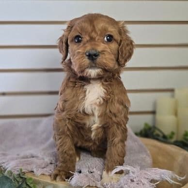 Jade - Goldendoodle Female
