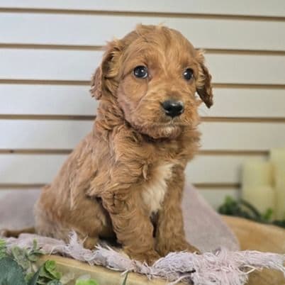 Jace - Goldendoodle Male