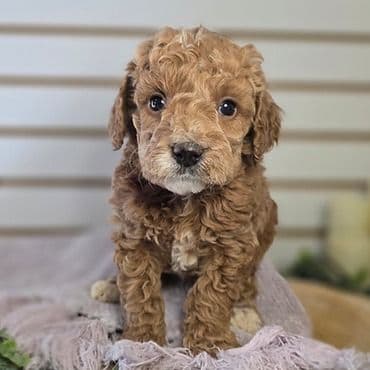 Jasper - Goldendoodle Male