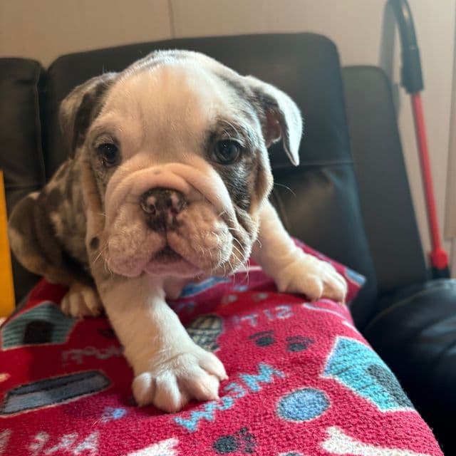 Junior - English Bulldog Male