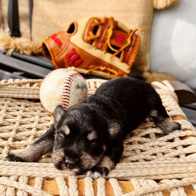 Akc Black and Silver  - Miniature Schnauzer Male