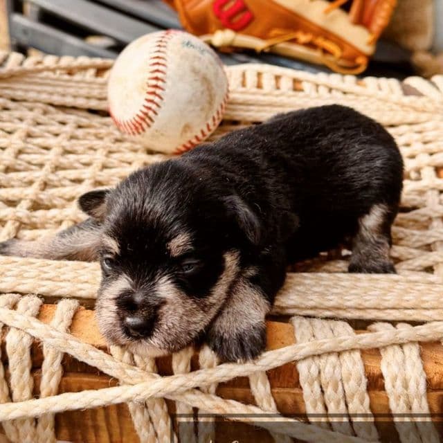 Akc Black and Silver 2 - Miniature Schnauzer Male