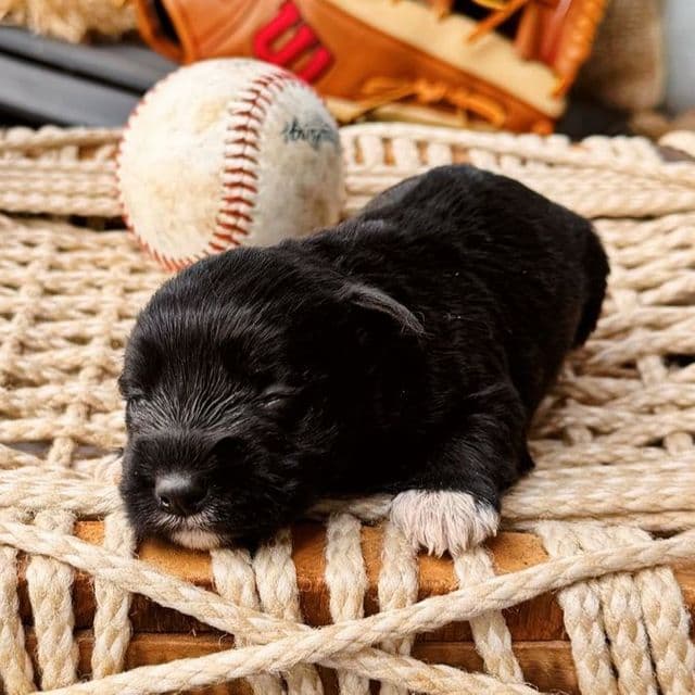 Akc Black 4 - Miniature Schnauzer Female