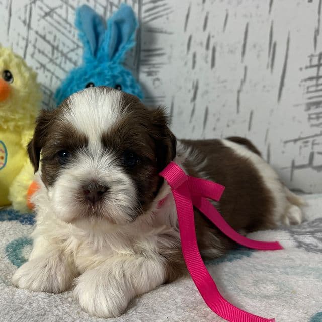 Lacey - Shih Tzu Female