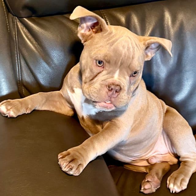 Lilac Boy - American Bully Male