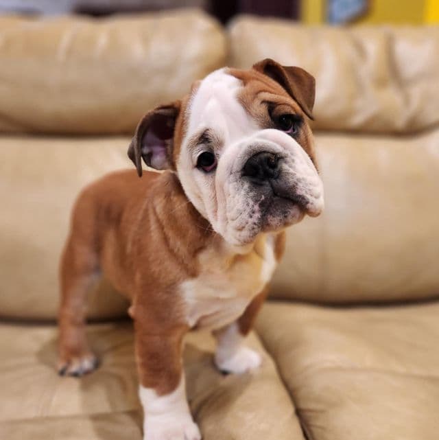 Sonya - English Bulldog Female