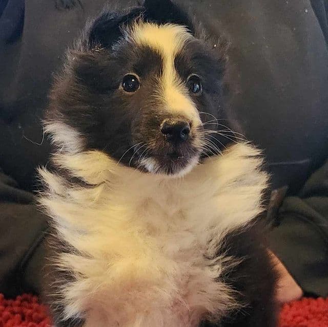 Teddy - Shetland Sheepdog Male