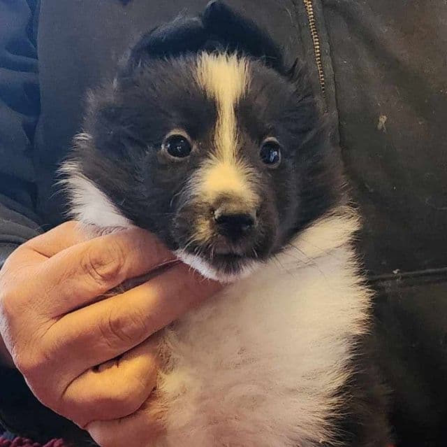 Colby - Shetland Sheepdog Male